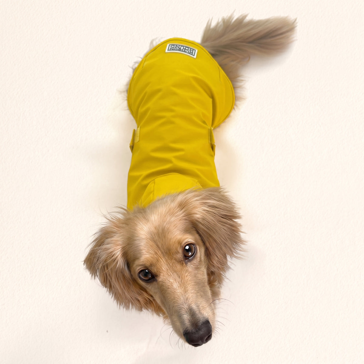 Dachshund Raincoat