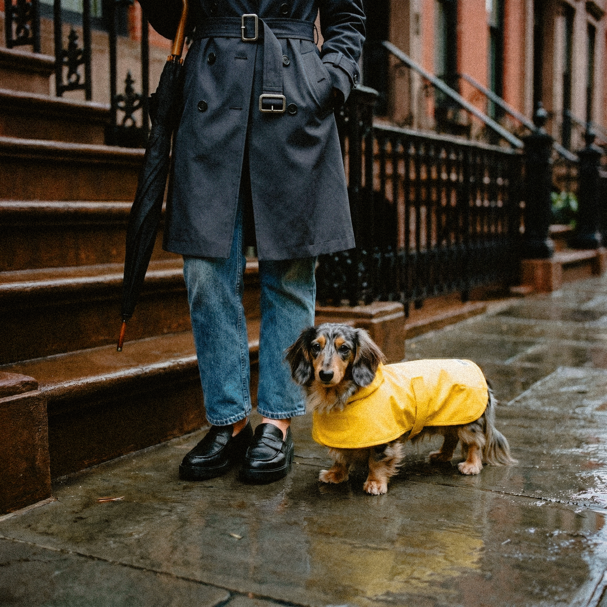 Dachshund Raincoat