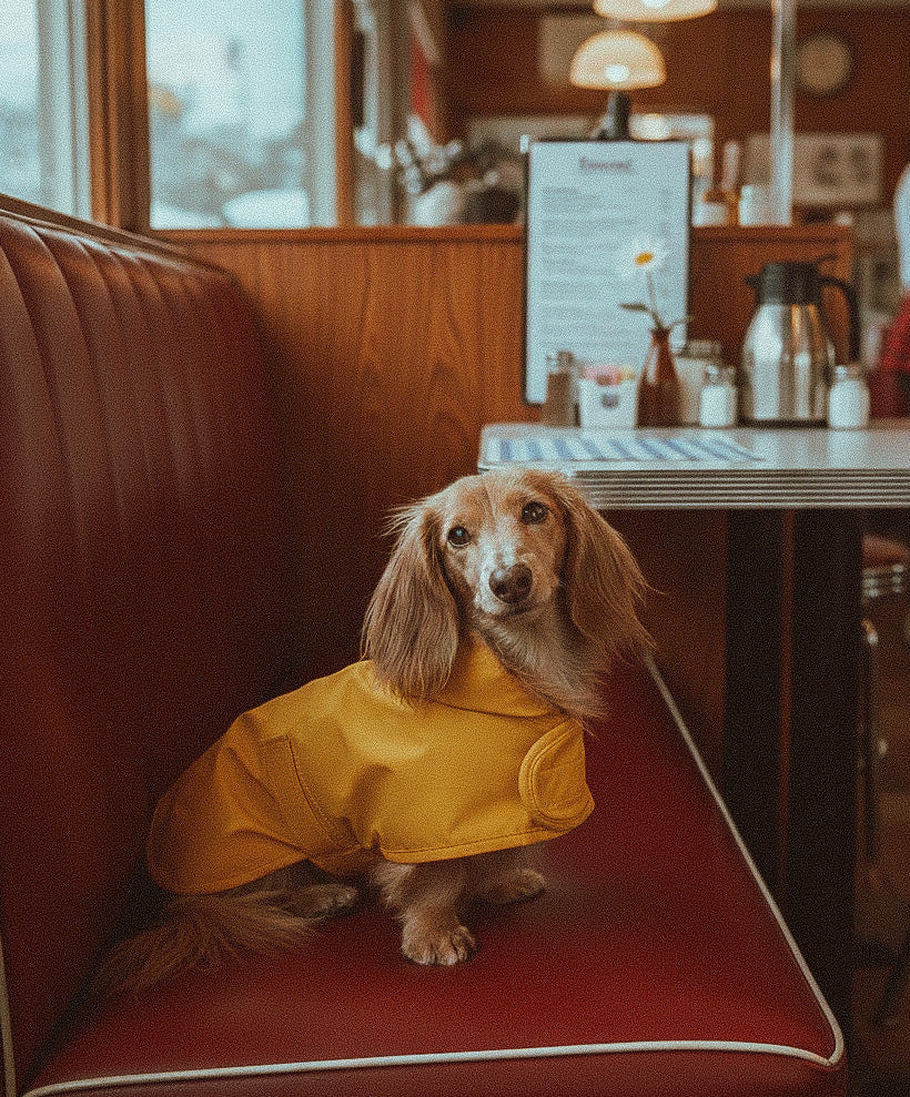Dachshund Raincoat