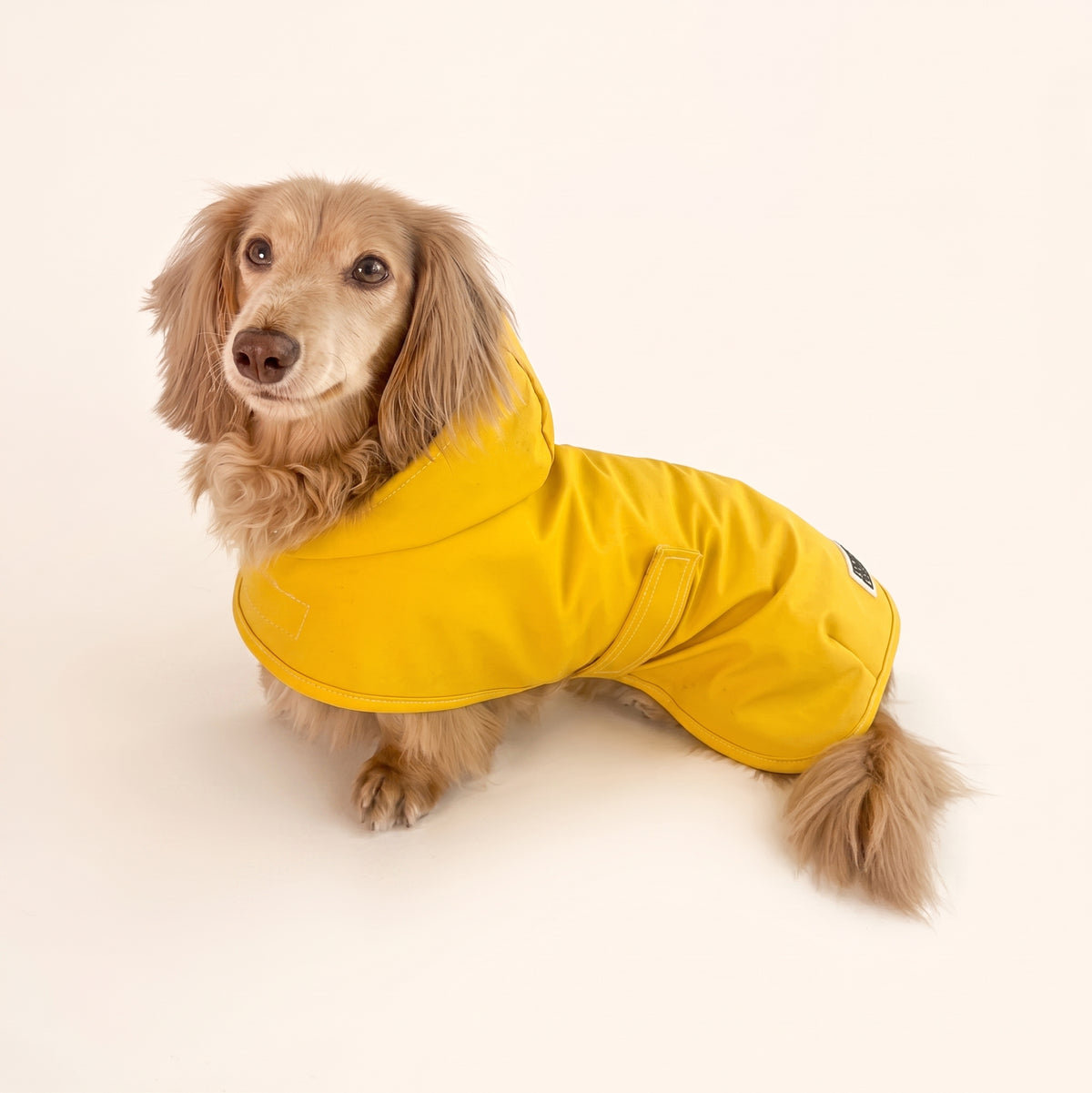 Dachshund Raincoat